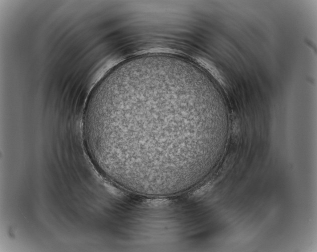 X0000096661282200802191258