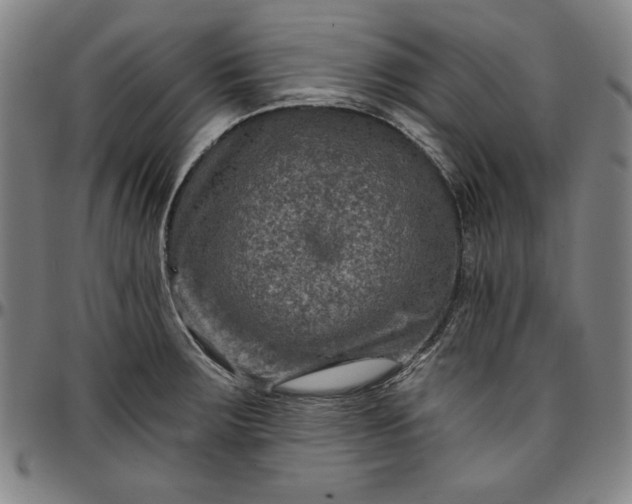 X0000096661283200802191258