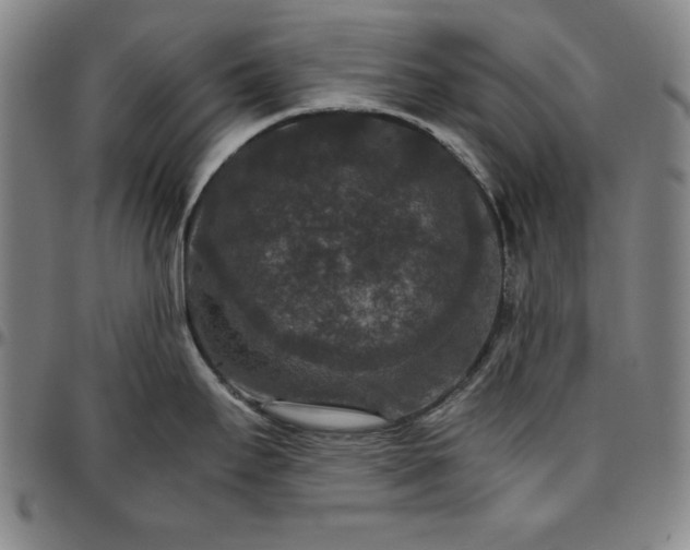 X0000096661295200802191258