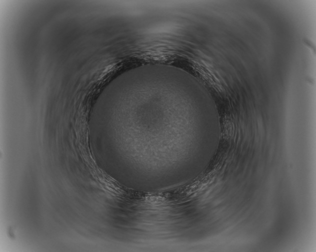 X0000096661297200802191257