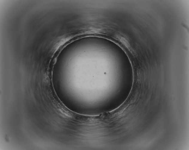 X0000096661308200802191257