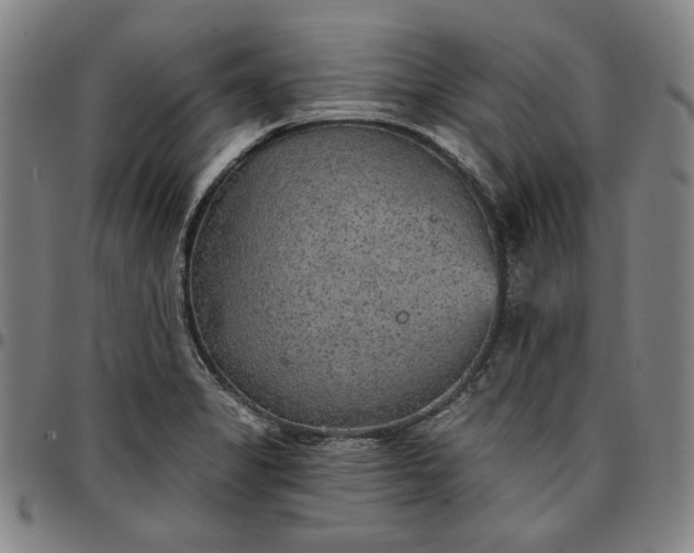 X0000096661325200802191257