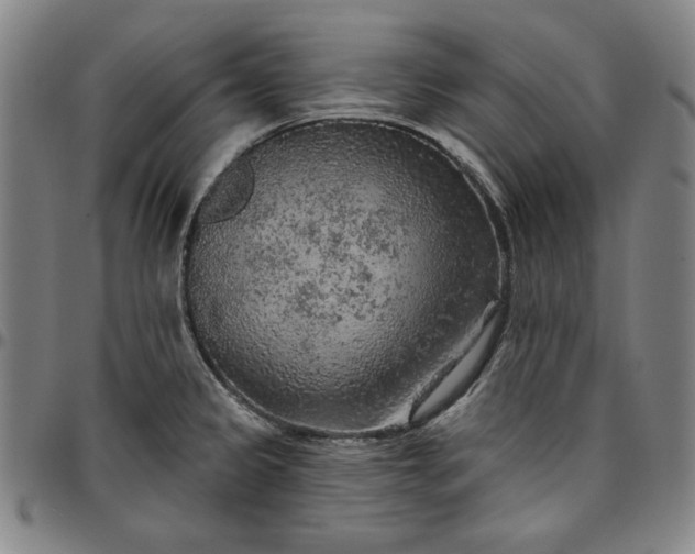 X0000096661333200802191257