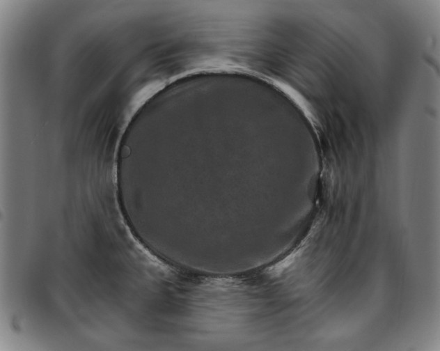 X0000096661335200802191257