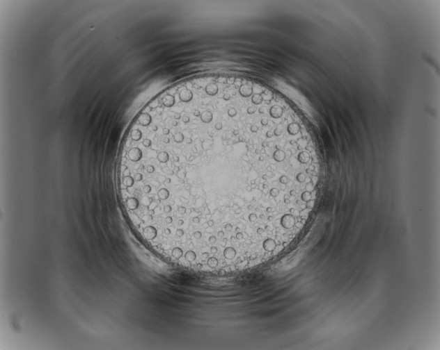 X0000096661338200802191257