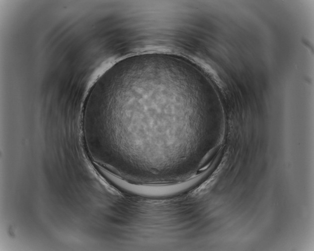 X0000096661373200802191256