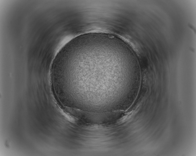 X0000096661375200802191256