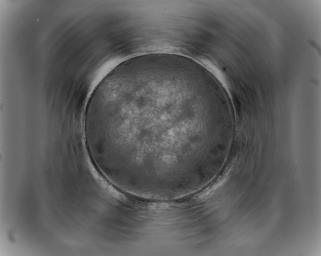 X0000096661389200802191256