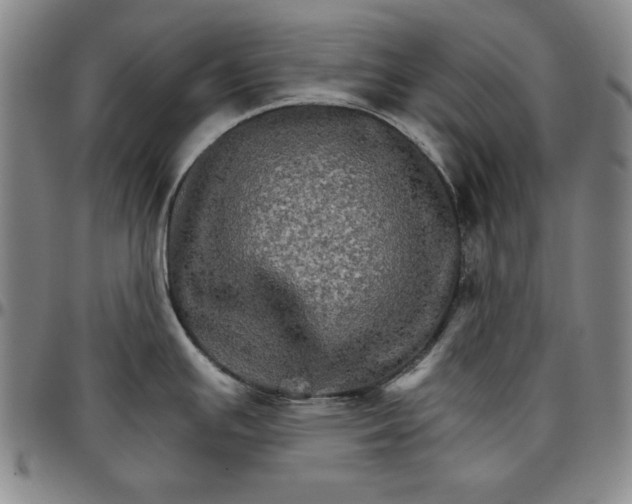 X0000096661391200802191256