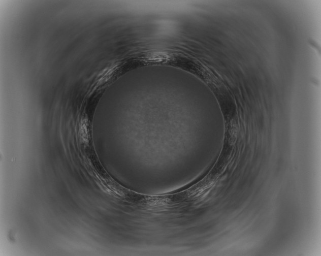 X0000096661394200802191255