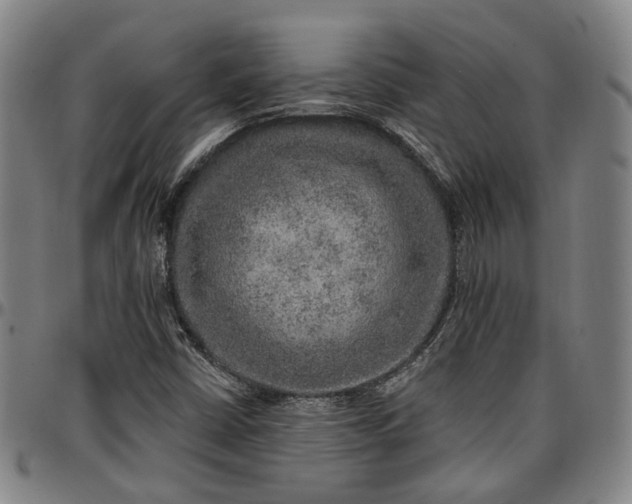 X0000096661402200802191255