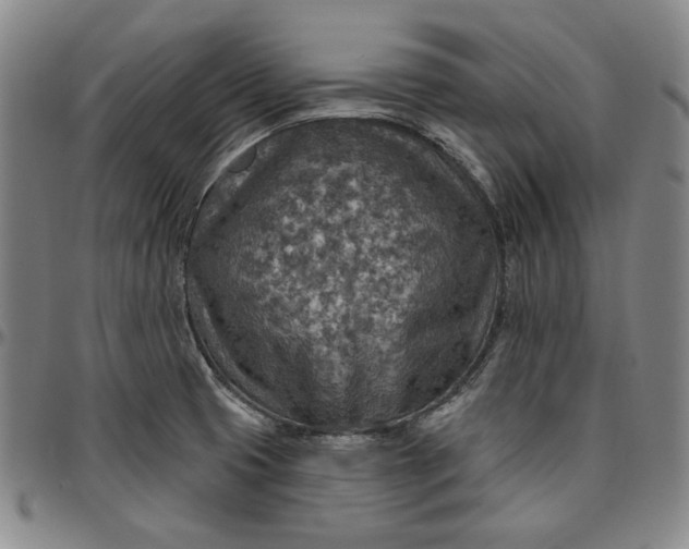 X0000096661425200802191256