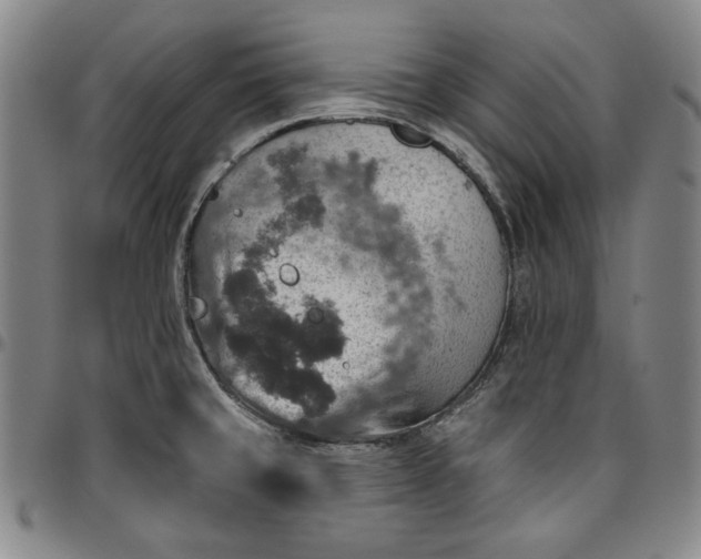 X0000096661429200802191256