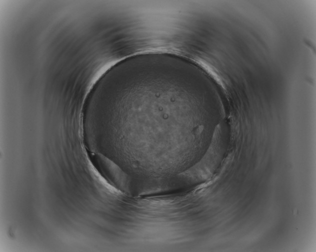 X0000096661468200802191255