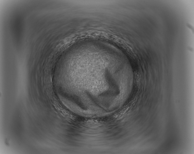 X0000096661489200802191254