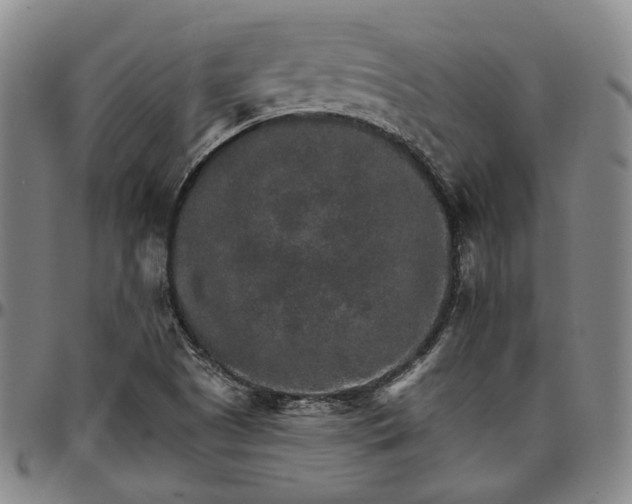 X0000096661505200802191254