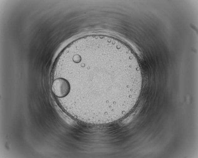 X0000096661514200802191254