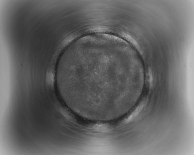 X0000096660063200802261352