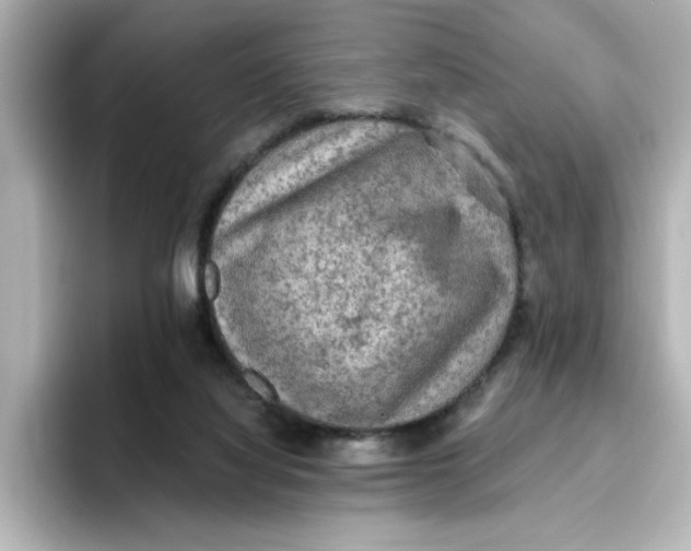 X0000096660068200802261352