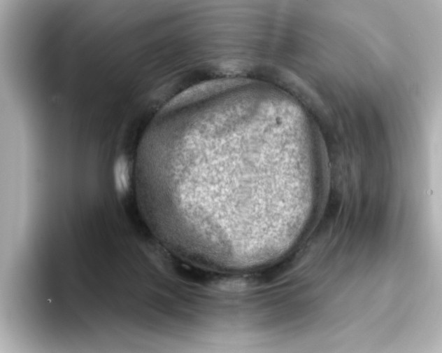 X0000096660075200802261352