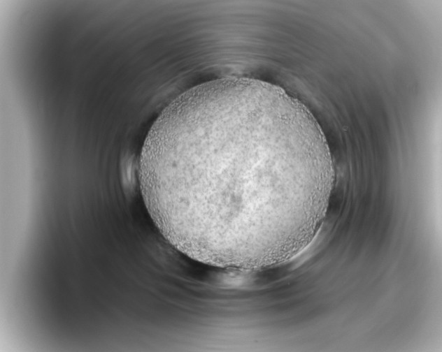 X0000096660094200802261352