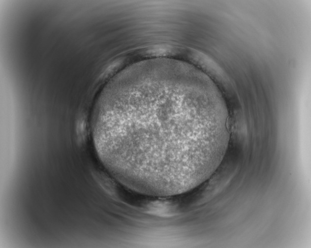 X0000096660119200802261351