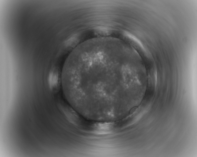 X0000096660134200802261351