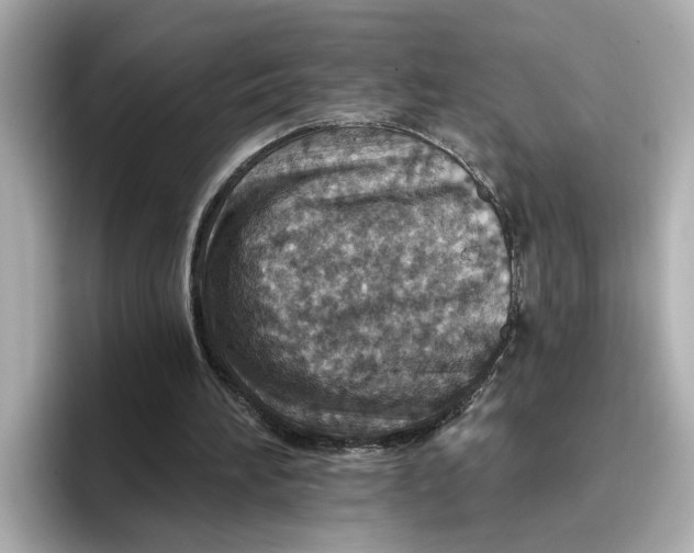 X0000096660196200802261350