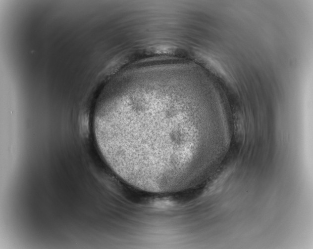 X0000096660262200802261349