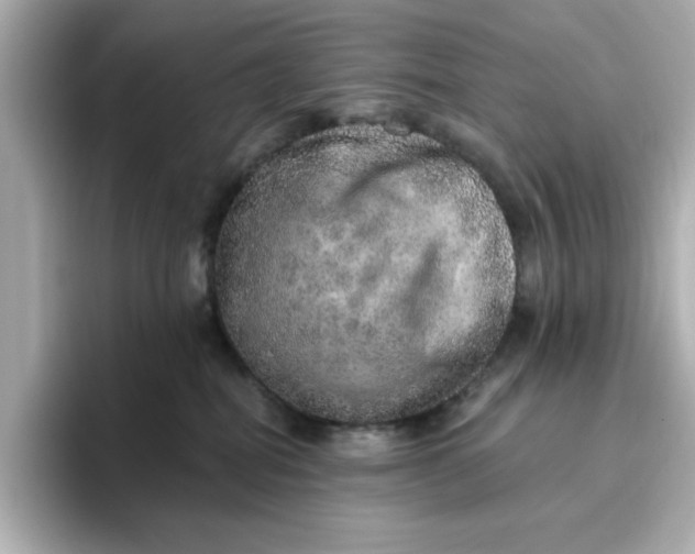 X0000096660282200802261349