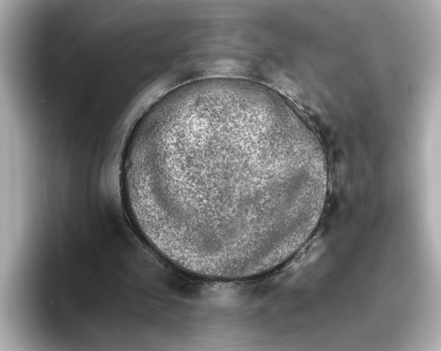 X0000096660341200802261348