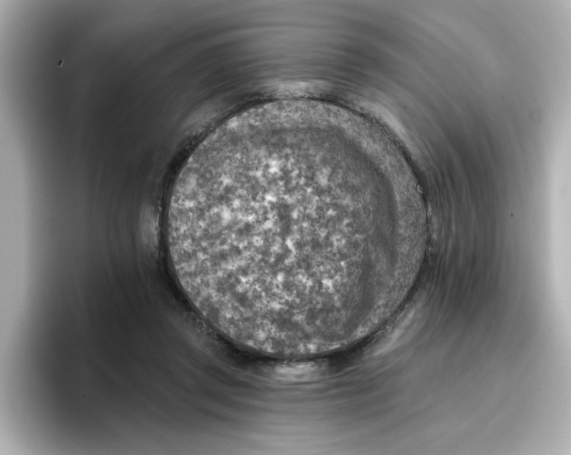 X0000096660357200802261348