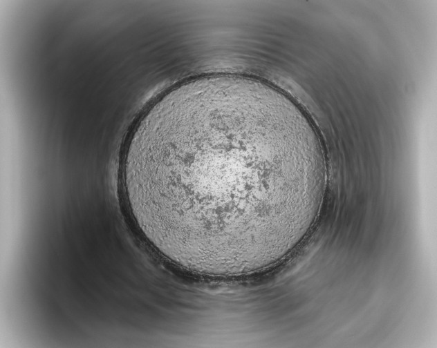 X0000096660434200802261346