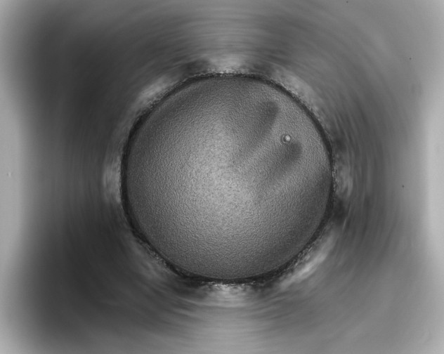 X0000096660442200802261346