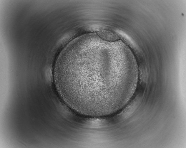 X0000096660453200802261346