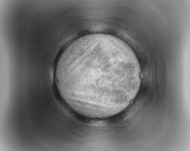 X0000096660454200802261346