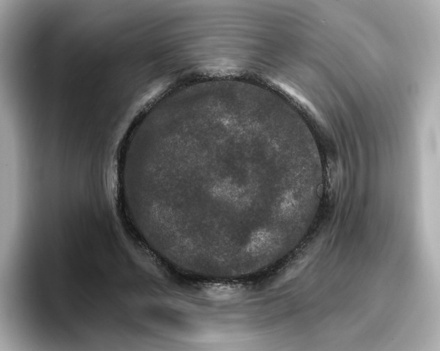 X0000096660494200802261346