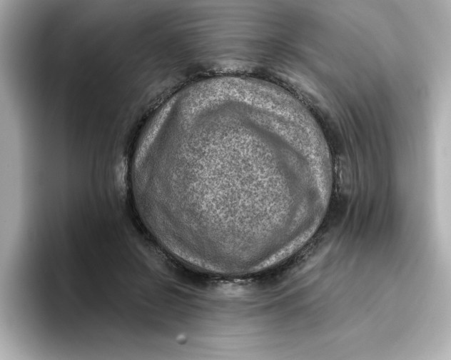 X0000096660550200802261345