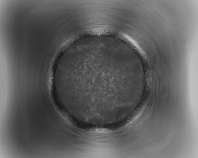 X0000096660590200802261345