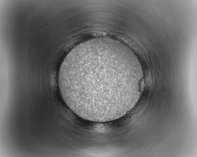 X0000096660616200802261344