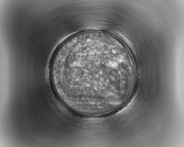 X0000096660779200802261342