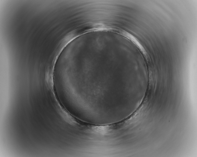 X0000096660810200802261341