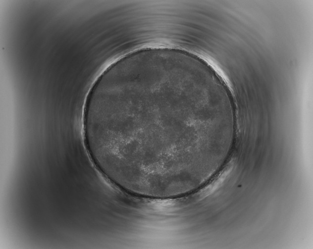 X0000096660845200802261341