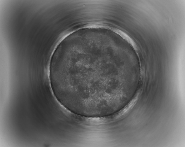 X0000096660855200802261341