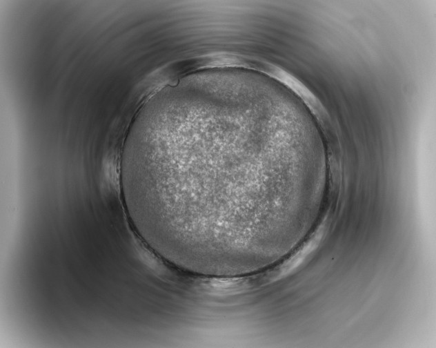 X0000096660857200802261341