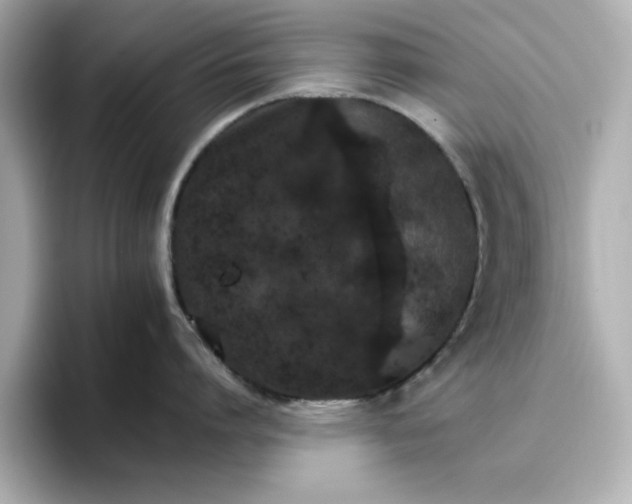 X0000096660864200802261341