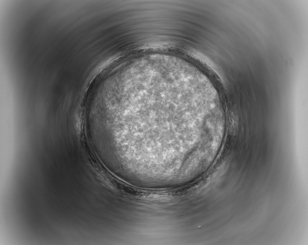 X0000096660874200802261340