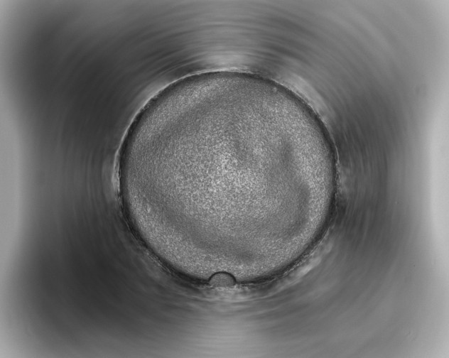 X0000096660883200802261340