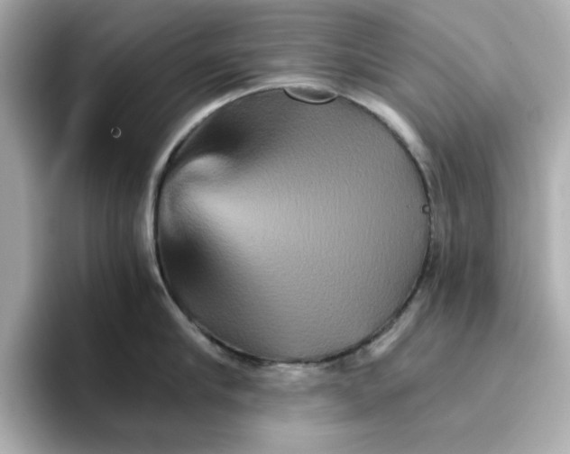 X0000096660910200802261340