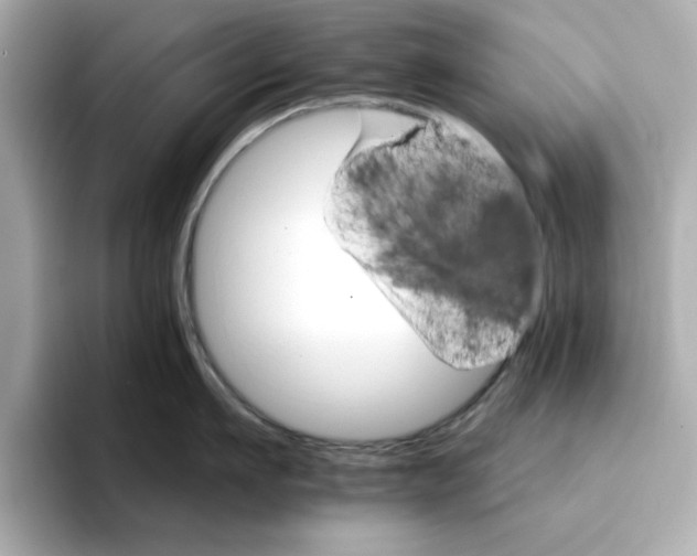 X0000096660911200802261340